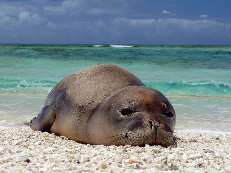 Hawaiian Monk Seal at French Frigate Shoals